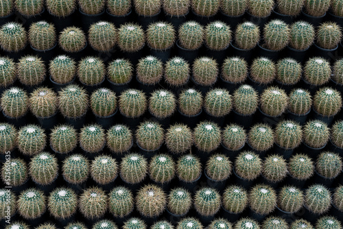 background of a lot of cactuses (pattern)