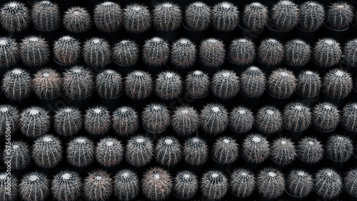 background of a lot of cactuses (pattern)