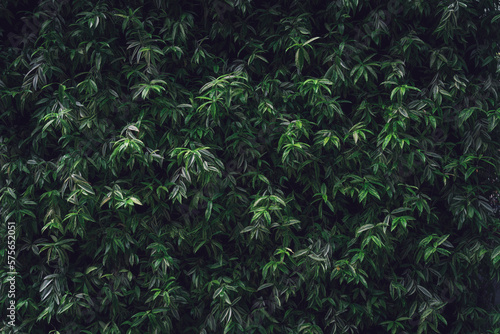 wall of black green leaves (background)