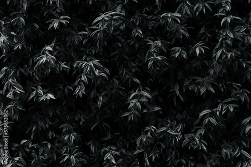wall of black green leaves (background)