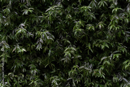 wall of green leaves (background)
