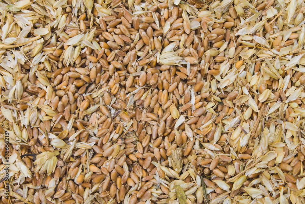 littered raw wheat grain, wheat grain waste, chaff of wheat littered raw wheat grain, wheat grain waste, chaff of wheat