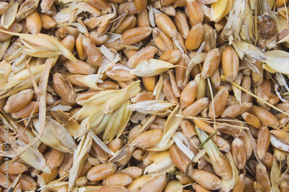 littered raw wheat grain, wheat grain waste, chaff of wheat littered raw wheat grain, wheat grain waste, chaff of wheat