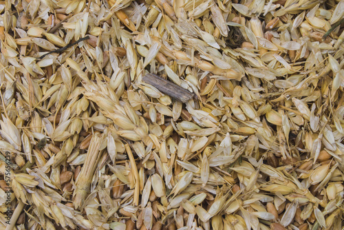 littered raw wheat grain, wheat grain waste, chaff of wheat