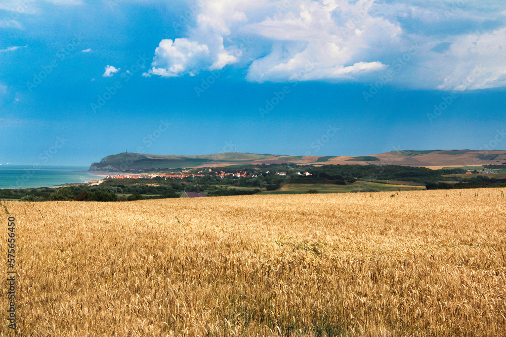 Fototapeta premium wheat field and blue sky