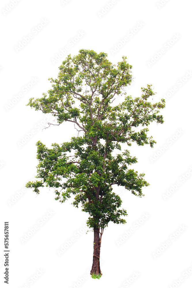 Tree isolated on white background.Clipping path. Tree isolated on white background.Clipping path.