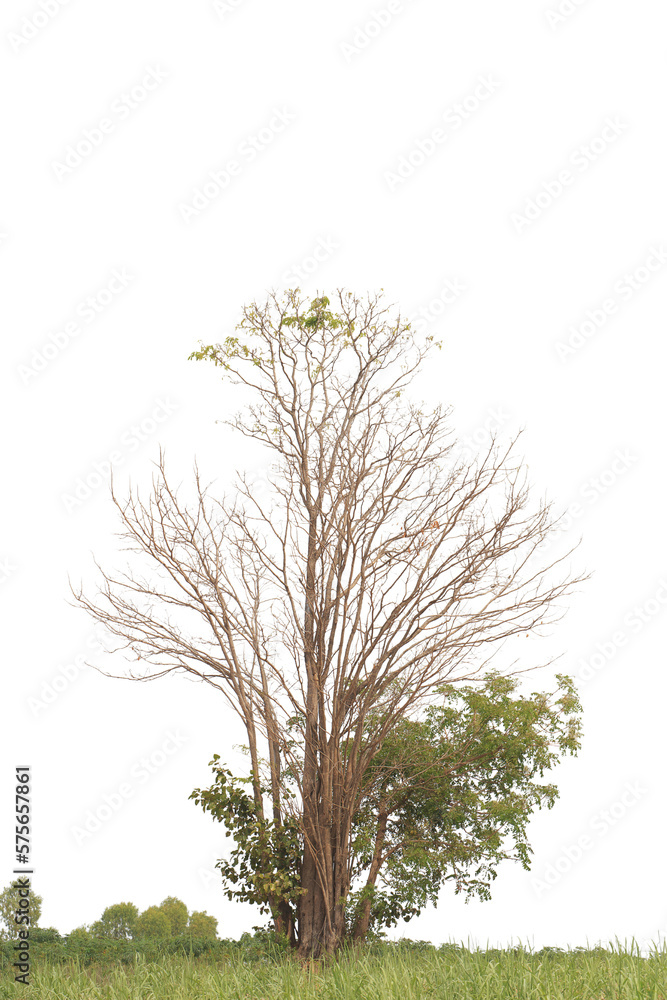 Fototapeta premium Tree isolated on white background.Clipping path.