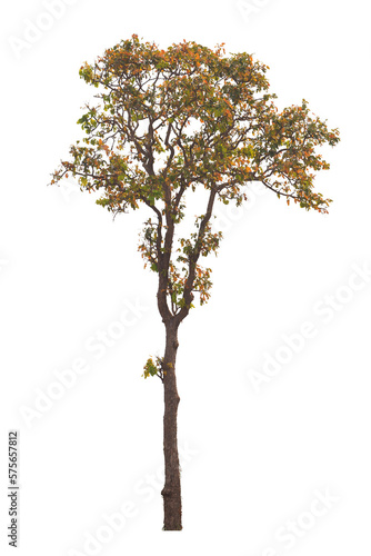 Tree isolated on white background.Clipping path.