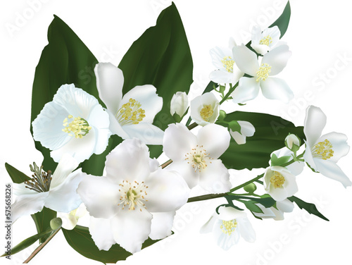 jasmine blossoming branch isolated on white background