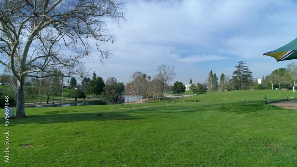 Aerial: Drone Backward Shot Of Birds Grazing On Grass In Park Against Cloudy Sky - Los Angeles, California Aerial: Drone Backward Shot Of Birds Grazing On Grass In Park Against Cloudy Sky - Los Angeles, California