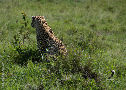 Leopard big cats in the wildernes of the Masai Mara photo