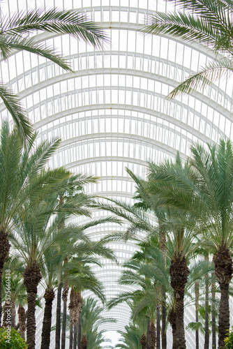 Tropical and exotic palm tree urban garden in Valencia. A modern park with curved arch and symmetrical metal roof structure. Vertical architecture shoot.