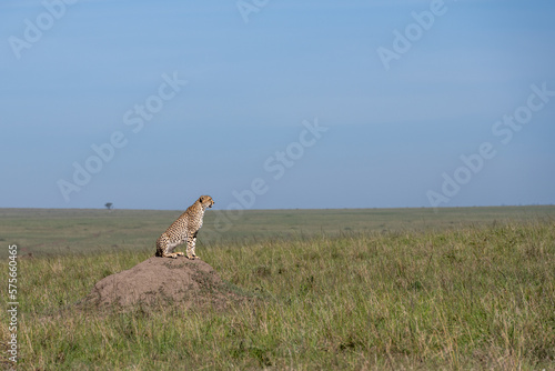cheetah in the vast wilderness of Africa