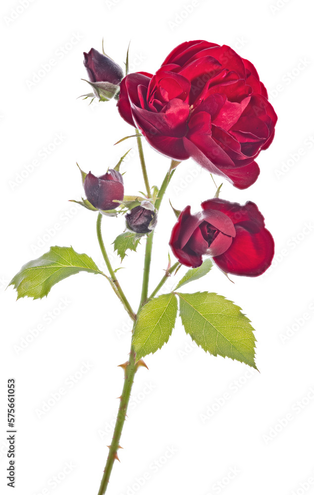 Fine Rose fine rose with single bloom and four buds isolated on white Stock Photo ...