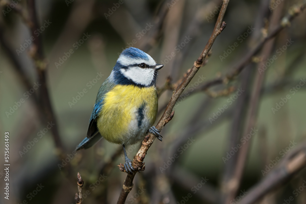 Obraz premium Beautiful eurasian blue tit bird sitting on thin twig looking to the side