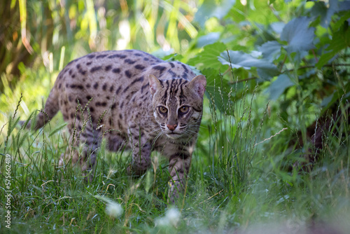 Fishing cat walking in dense vegetation in Dudhwa National Park. Wild cat watching prey in grass in evening sun. Prionailurus viverrinus is a medium-sized spotted wild cat of South and Southeast Asia