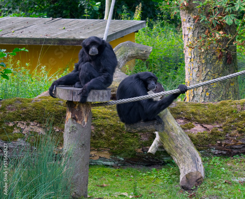 bad pyrmont Tierpark  Siamang