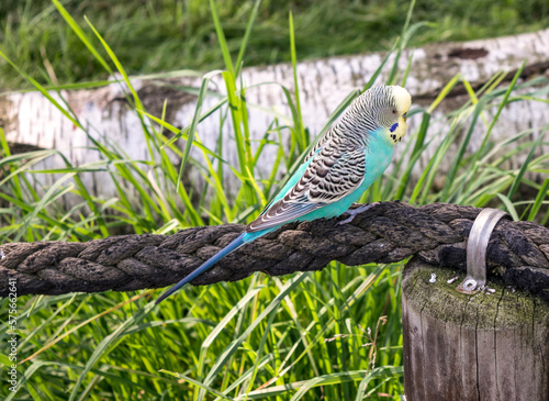bad pyrmont Tierpark  Wellensittich