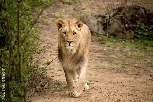 Young katanga lion walk on sand and watching prey in Kafue National Park. Curious male in wilderness Zambia nature reserve. Southwest african lion view at camera in savanna. Panthera leo bleyenberghi