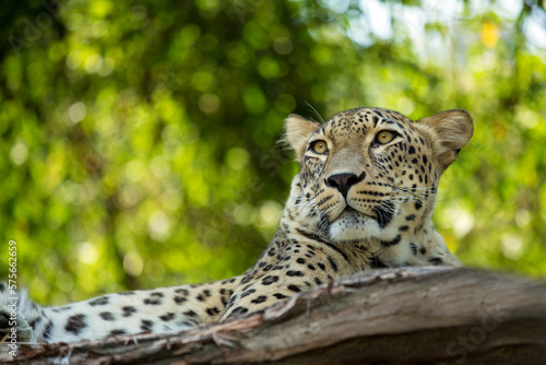 Persian leopard resting at the sunset in Caspian Hyrcanian Rainforest. Caucasian leopard lies on a tree branch in wild along the Alborz mountain chain. Central Asian leopard, Panthera pardus tulliana photo