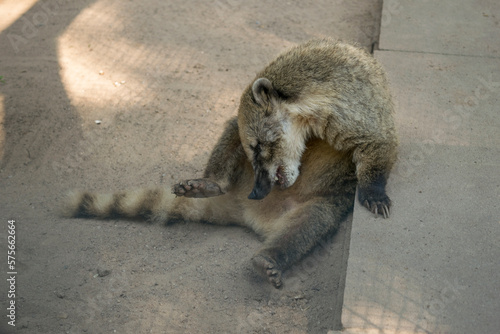 bad pyrmont Tierpark  Nasenbär