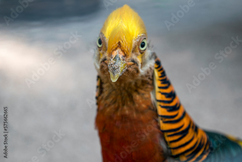 bad pyrmont Tierpark Goldfasan