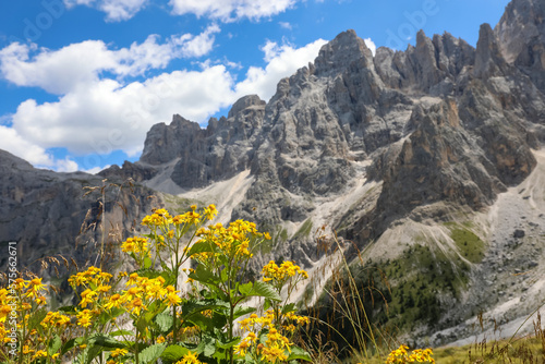 flowers of Arnica Montana and the background of the Dolomites Alps in northern Italy in summer