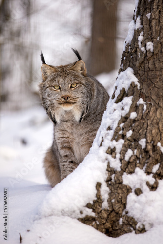 Canadian lynx stalking peeps around a tree in winter. Canada lynx sitting in a snowy nature in the sunny weather. Wildlife scene from Rocky Mountain National Park of North America. Lynx canadensis