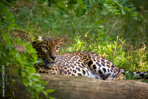 Ceylon leopard female resting at the sunset in Yala National Park. Sri Lankan leopard hidden from behind tree trunk and tree leaves in evening sun. Big cat from wild Sri Lanka. Panthera pardus kotiya photo