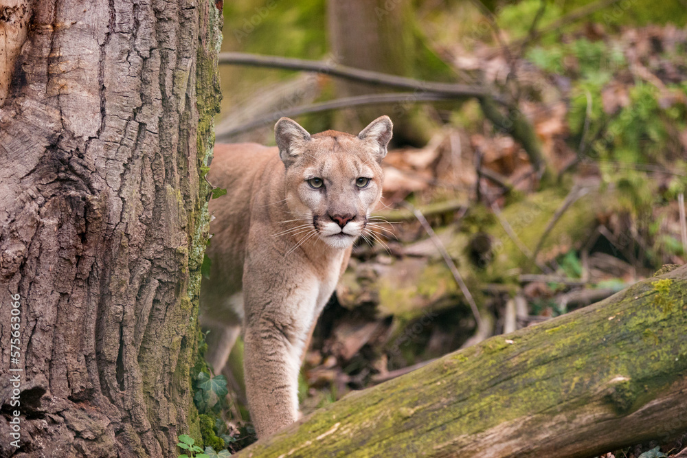Naklejka premium Mountain lion female watching prey in dense forest of Glacier National Park. North American cougar in wilderness of Rocky Mountains hides behind a tree at Northwestern Montana. Puma concolor couguar
