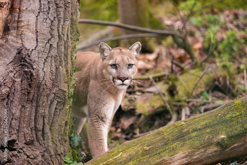 Mountain lion female watching prey in dense forest of Glacier National Park. North American cougar in wilderness of Rocky Mountains hides behind a tree at Northwestern Montana. Puma concolor couguar photo