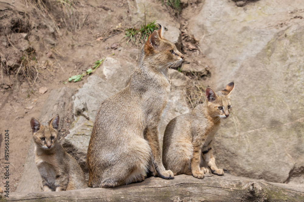 Jungle cat family, mother and two cub sitting on a tree trunk with background of the slope with rocks. Swamp lynx is a medium-small cat native to the Middle East. Adult reed cat side view. Felis Chaus Jungle cat family, mother and two cub sitting on a tree trunk with background of the slope with rocks. Swamp lynx is a medium-small cat native to the Middle East. Adult reed cat side view. Felis Chaus