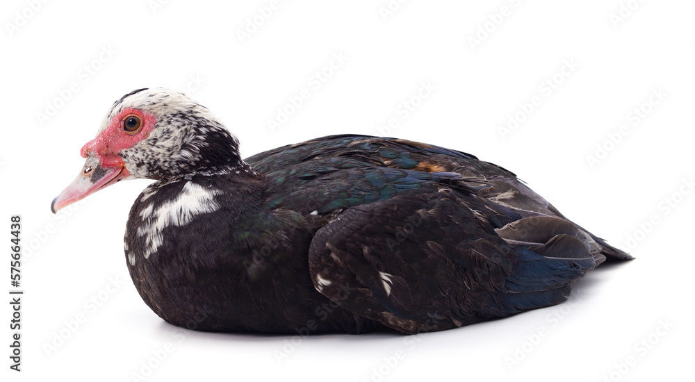One gray duck. One gray duck.