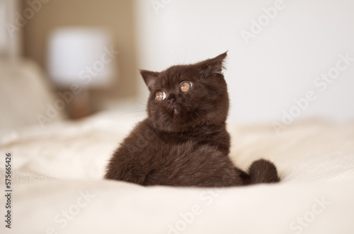 Britisch Kurzhaar Kitten Katze in chocolate 