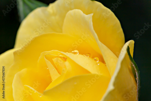 Drops of water on yellow rose