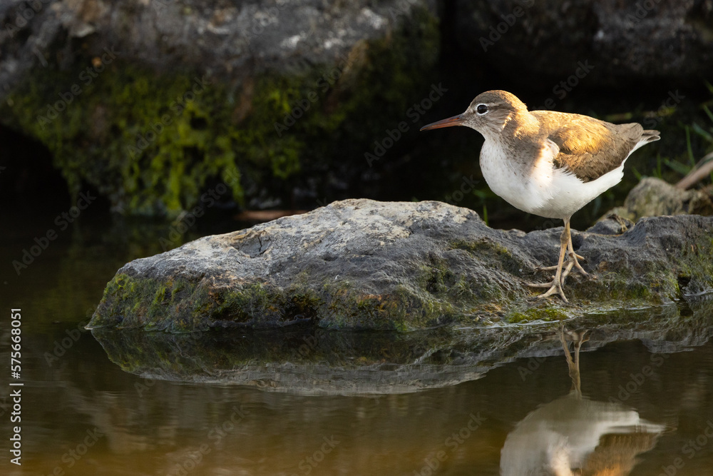 A spotted sandpiper (Actitis macularius) stands on rocks on Longboat Key, Florida A spotted sandpiper (Actitis macularius) stands on rocks on Longboat Key, Florida