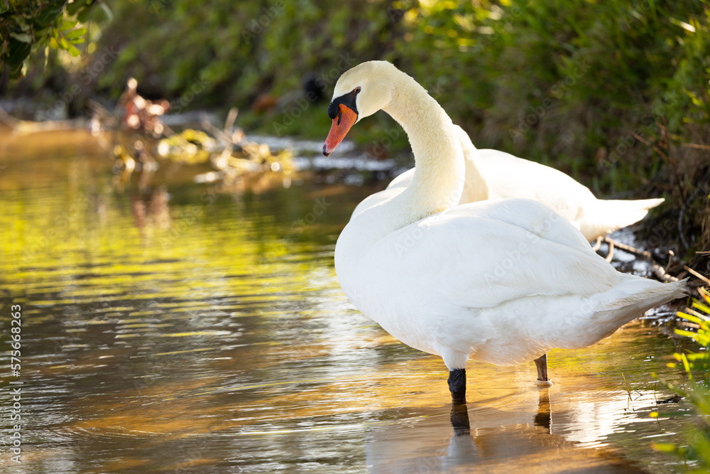 Fototapeta premium A swan (Cygnus sp.) stands in a pond looking elegant and regal on Longboat Key, Florida.