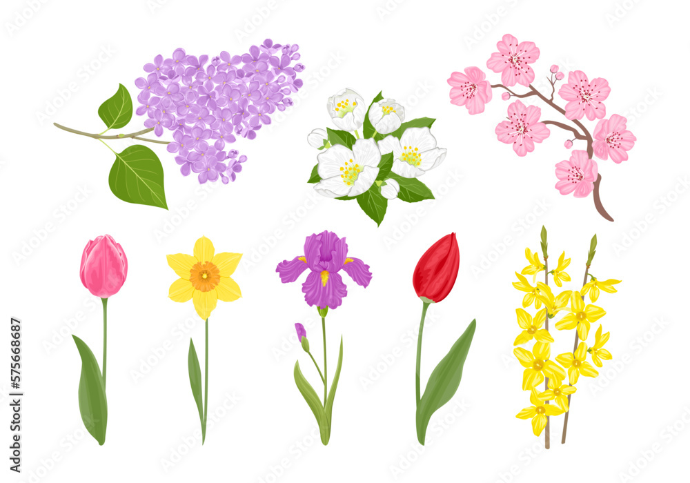 Spring flowers collection.Set of blooming plants. Vector cartoon branch of lilac, cherry blossom, forsythia or golden bells, jasmine, tulip, daffodil and iris isolated on white. Floral illustration. Spring flowers collection.Set of blooming plants. Vector cartoon branch of lilac, cherry blossom, forsythia or golden bells, jasmine, tulip, daffodil and iris isolated on white. Floral illustration.