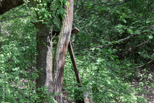 old evangelical cemetery located in the forest