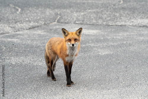 Red Fox © Neil