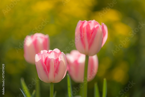 Close-up of pink and white tulips in full bloom with blurry background