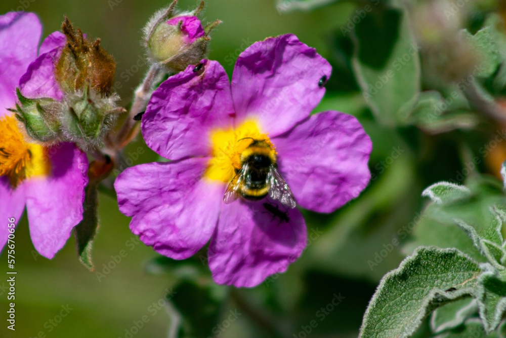 Bumblebee insect and other insects that pollinate a Cistus Incanus flower Bumblebee insect and other insects that pollinate a Cistus Incanus flower