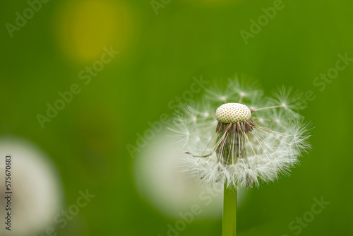 A blowball of dandelion  taraxacum  with blurry background