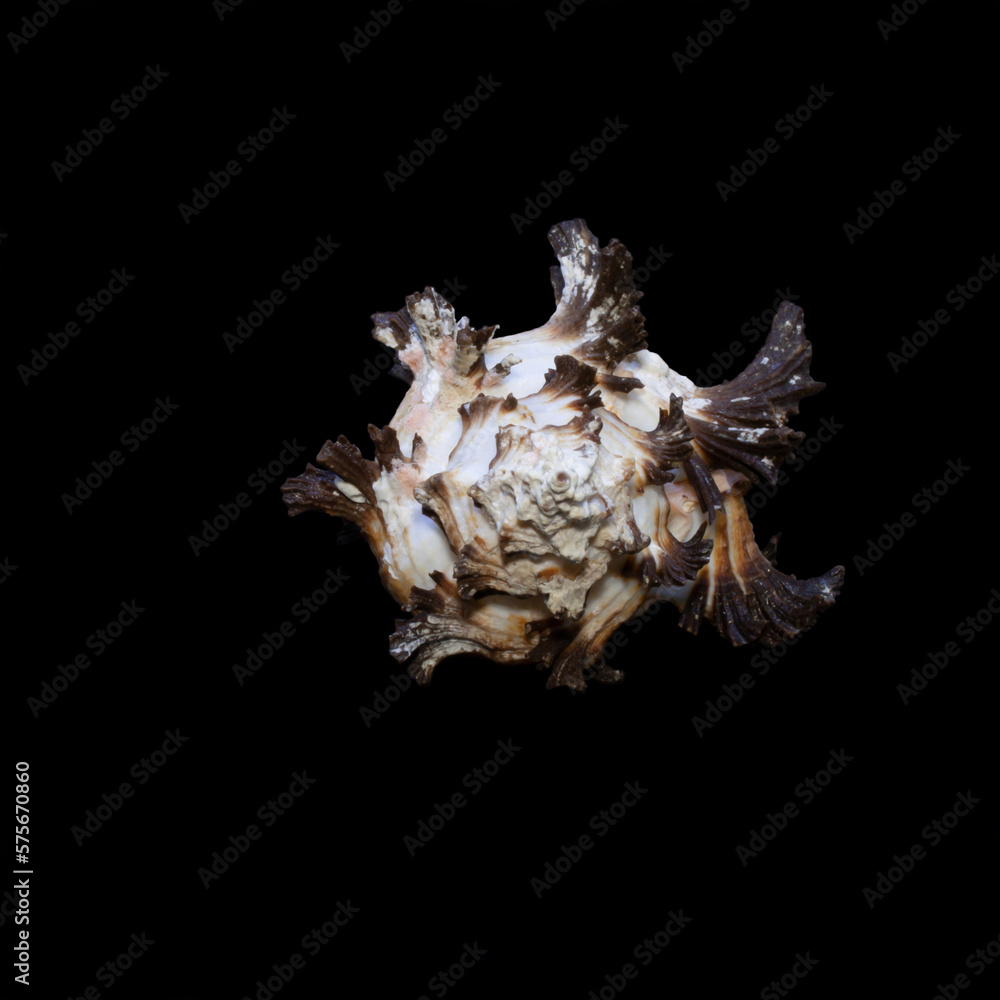 Front view of Endive murex, Hexaplex cichoreum, Front view of Endive murex, Hexaplex cichoreum,