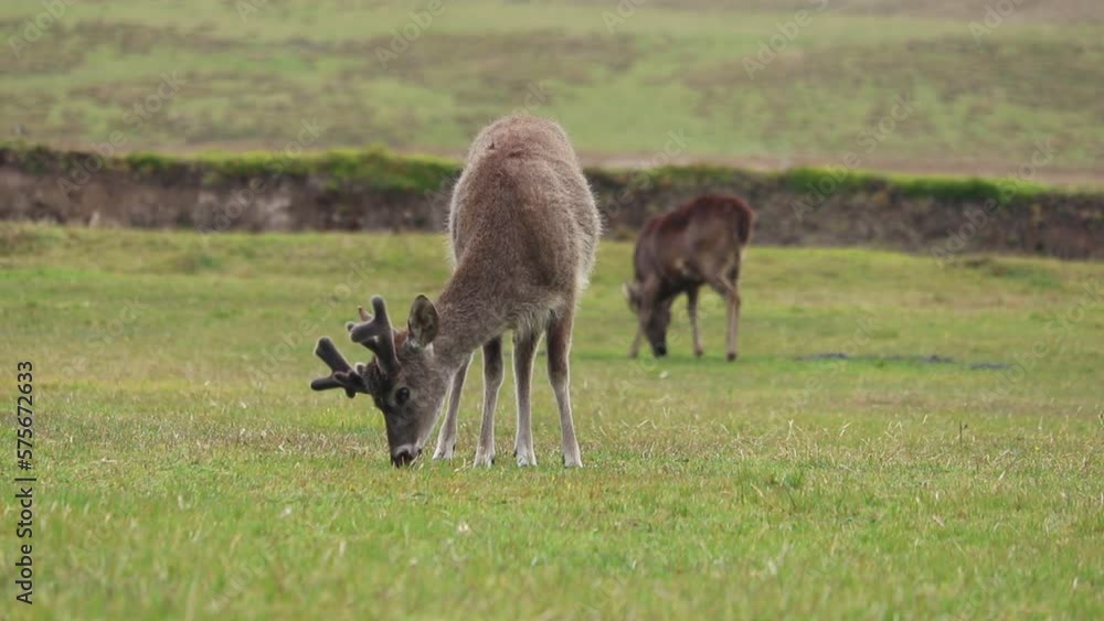 White tail deer eating grasss on the moor in Ecuador country White tail deer eating grasss on the moor in Ecuador country