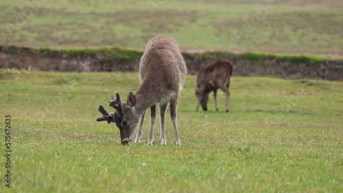 White tail deer eating grasss on the moor in Ecuador country photo