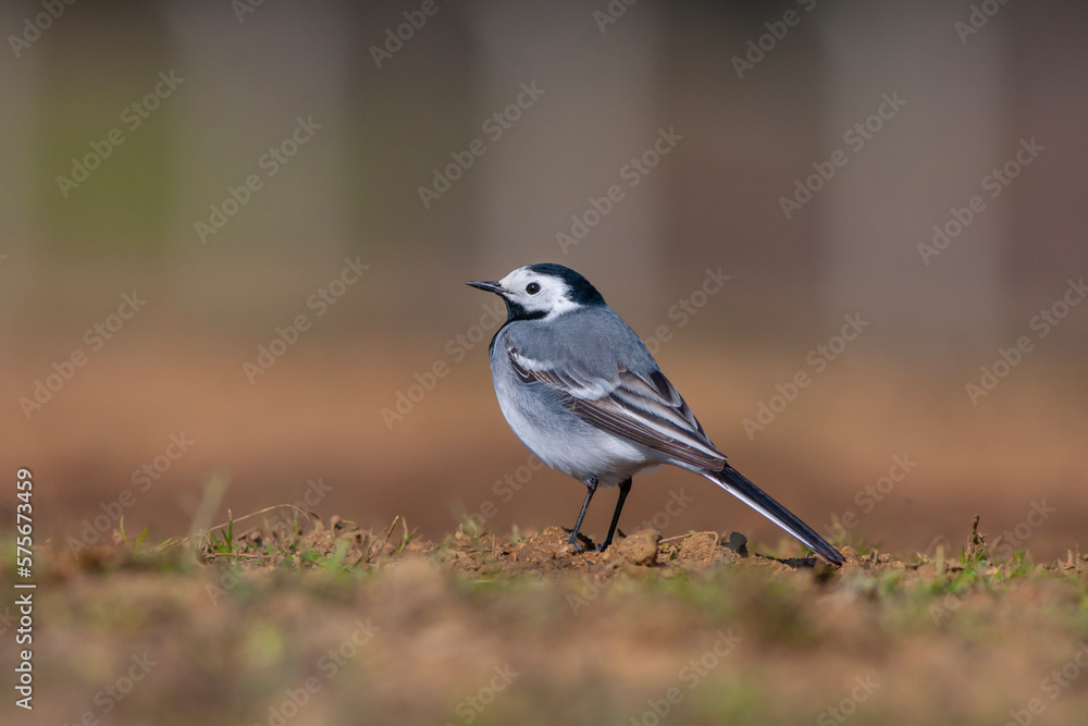 little bird watching on the ground, White Wagtail, Motacilla alba little bird watching on the ground, White Wagtail, Motacilla alba