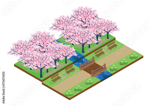 Isometric park strewn with cherry blossom petals with a bridge and a river. vector illustration.japan.