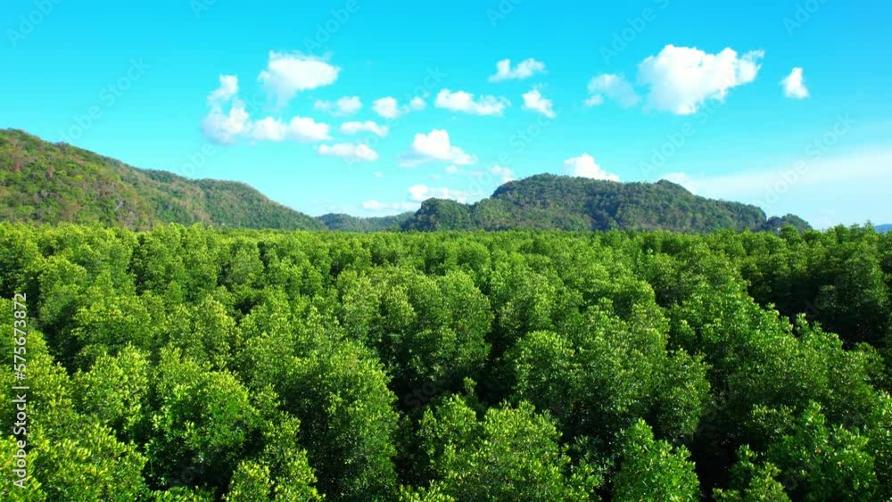 Green mangrove forest stretches out in every direction with a stunning backdrop of a blue sky and mountains in the distance. Thailand. nature and ecosystem concept. aerial view from drone. 4K
Green mangrove forest stretches out in every direction with a stunning backdrop of a blue sky and mountains in the distance. Thailand. nature and ecosystem concept. aerial view from drone. 4K