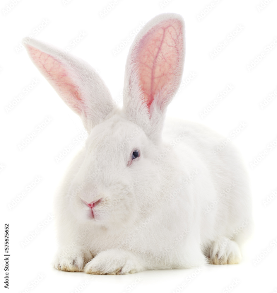 One white rabbit. One white rabbit.